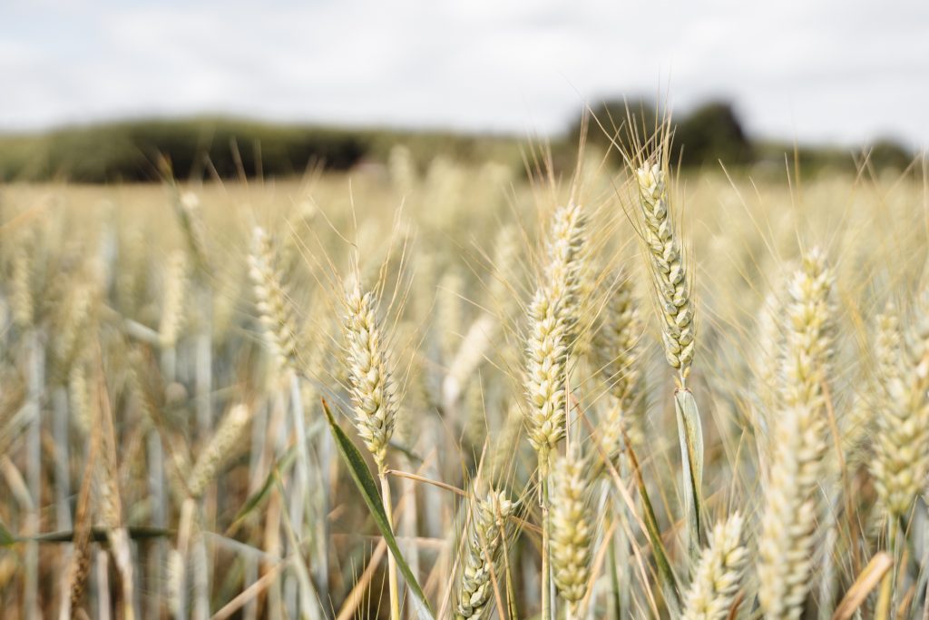 A field of wheat