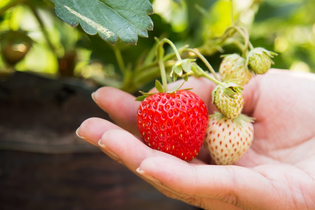 A farmer holding their strawberry crop